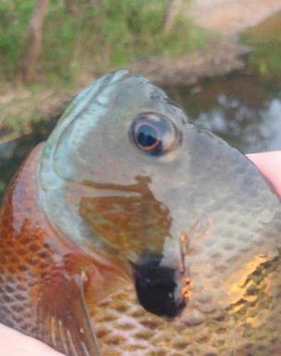 Bluegill (3) - Tuckahoe 10May18.jpg