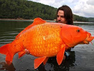 782934-raphael-biagini-orange-koi-carp.jpg