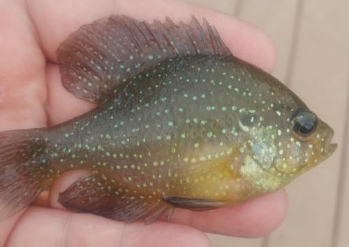 Bluespotted Sunfish - Tuckahoe 28May18.jpg