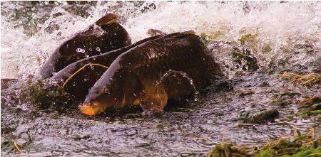 Common-carp-spawning-in-a-shallow-lake-in-Minnesota-Photograph-courtesy-of-David.png