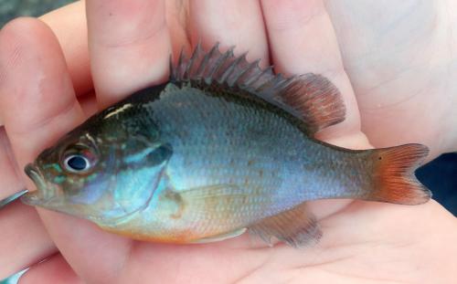 Redbreast sunfish (2) - Tuckahoe creek - 04Jun18.jpg