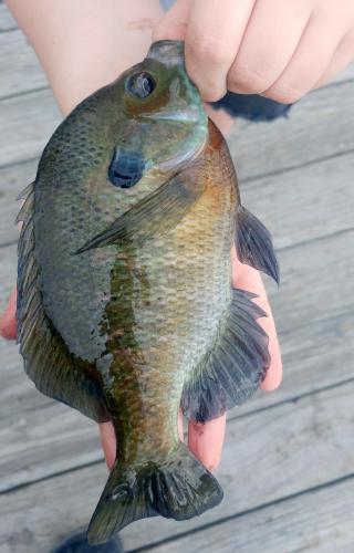 Bluegill - Tuckahoe Lake - 05Jun18.jpg