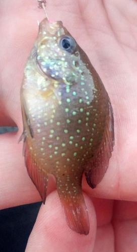 Bluespotted sunfish - Tuckahoe creek - 04Jun18.jpg