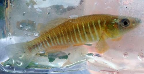 Livie Banded Killifish (1) - Tuckahoe creek - 04Jun18.jpg