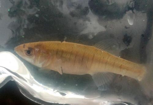 Banded Killifish (juvenile) - Tuckahoe creek - 04Jun18.jpg