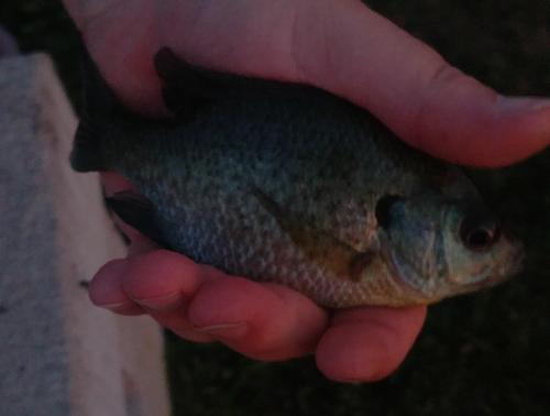 Bluegill - 12Jun18.jpg