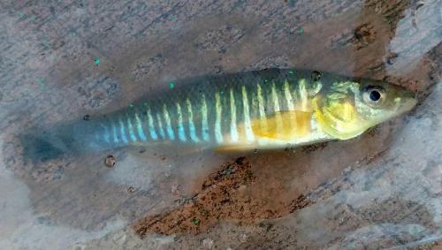 Livie Banded Killifish (2) - Tuckahoe creek - 04Jun18.jpg