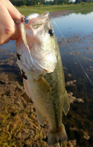 Largemouth bass - Marty Horn french fry -09Jun17.jpg