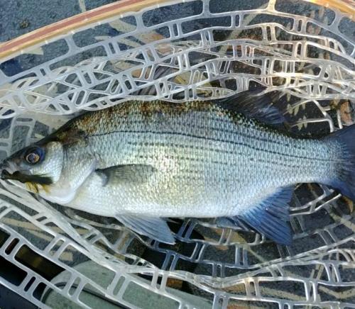 Marty's white bass - White Hole access - 08Dec17.jpg