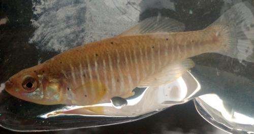 Banded Killifish (female) - Tuckahoe creek - 04Jun18.jpg