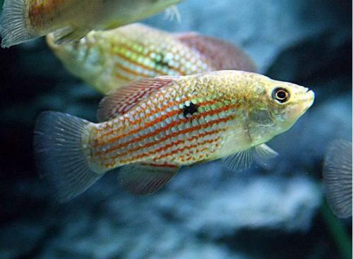 Juvenile-Algae-Eating-American-Flag-Fish[1].jpg