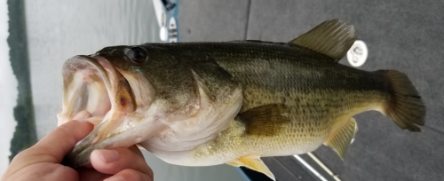 Bull Shoals May 2018 (2).png