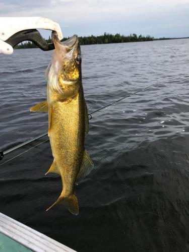 Walleye.jpg