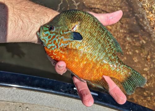 Longear Sunfish.jpg