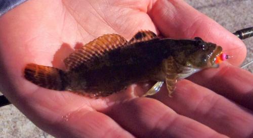 Marty - Ozark Sculpin - Bennett Spring - 02Feb18.JPG