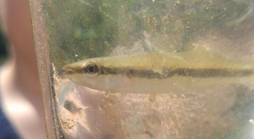 Blackstripe Topminnow - Grindstone Creek - 04Aug18.jpg