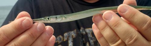 Atlantic Needlefish - 18Aug18.jpg