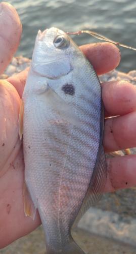 Spot (1) - Choptank - Bill Burton Pier - 09Aug18.jpg