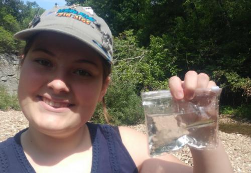 Livie Blackstripe Topminnow (2) - Grindstone Creek - 04Aug18.jpg