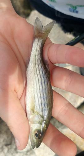 Livie Striped Bass - 18Aug18.jpg