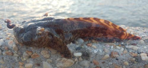 Oyster Toadfish (1) - Choptank - Bill Burton Pier - 09Aug18.jpg