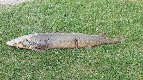 5-11-dead-sturgeon.jpg