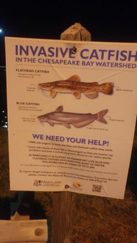 reduced catfish poster.jpg