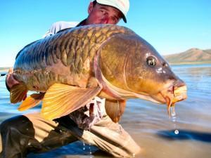 jeff-currier-fly-Fishing-for-Carp-300x225.jpg