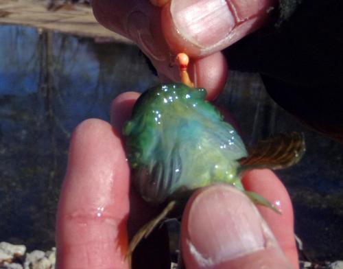 Ham - Ozark Sculpin (2) - Bennett Spring - 02Feb18.JPG