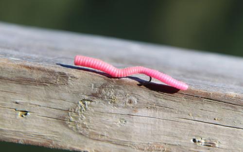 pink worm.JPG