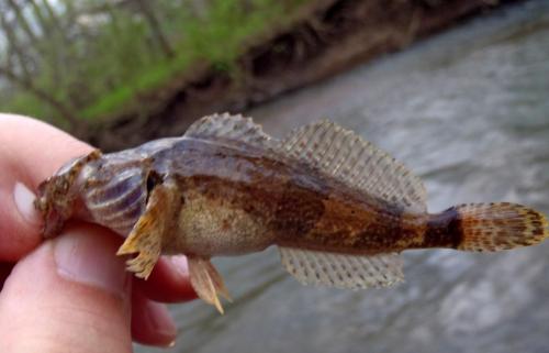 Banded Sculpin (2) - Spring River - 10Apr16.JPG