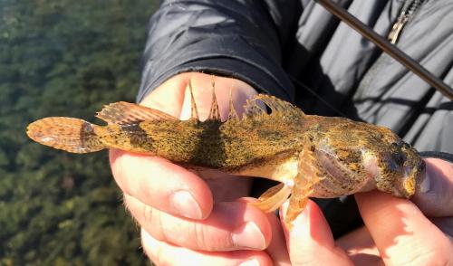 Banded Sculpin - Bennett Spring - 02Feb18.jpg