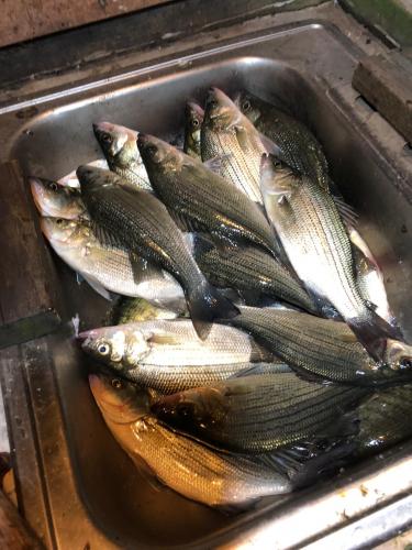 white bass 1022018.jpg