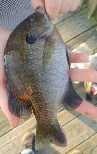 Livie Bluegill Sunfish - Oak Creek 03Oct18.jpg