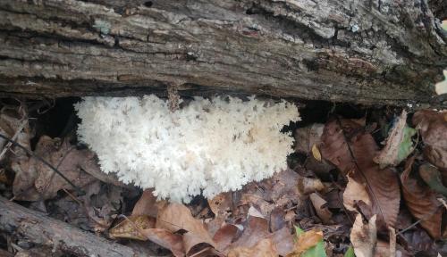 Natl Forest - Guthrie Hericium coralloides - 24Oct18.jpg