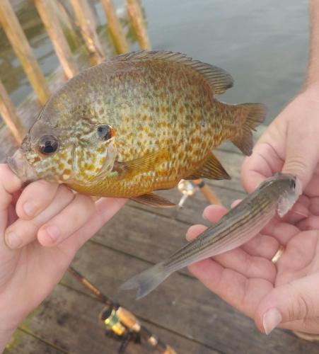 Redear versus Dad's Striper 03Oct18.jpg