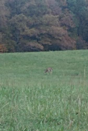 Natl Forest - Guthrie deer - 24Oct18.jpg