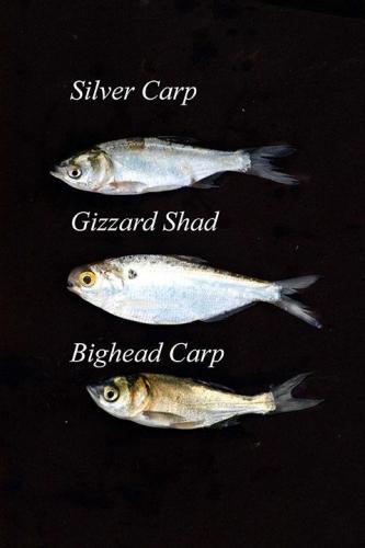 shad-and-carp.jpg