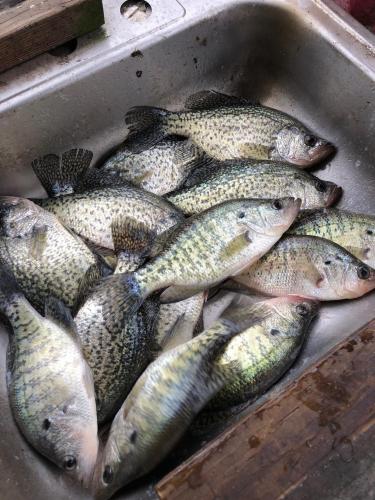 Crappie 7-12-20 - Beaver Lake - OzarkAnglers.Com Forum