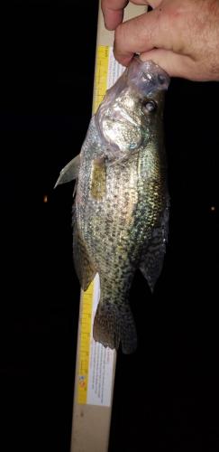 Ed big crappie.jpg