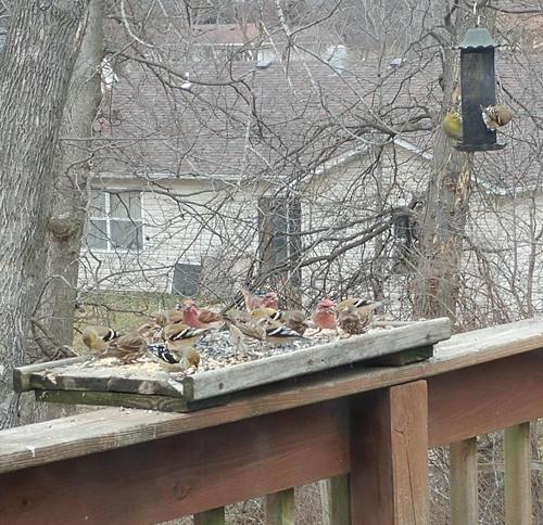 bird feeder - columbia.jpg