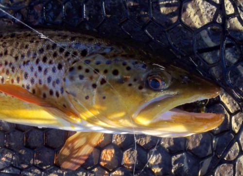 Brown trout (2) - Buffalo City access - 07Dec17.JPG