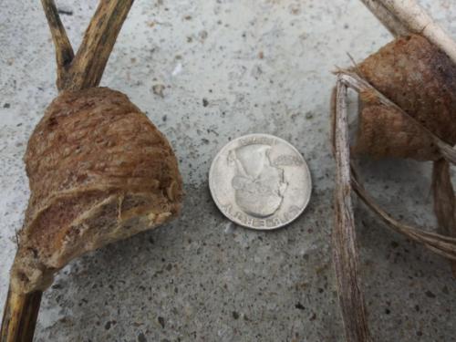 2 mantis egg cases.jpg