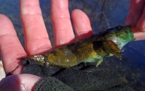 Ham - Ozark Sculpin (1) - Bennett Spring - 02Feb18.JPG