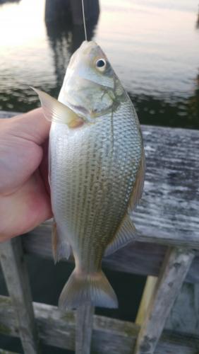 White Perch - Oak creek - 14Jun17.jpg