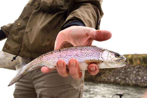 trout1.jpg