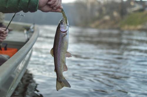 trout2.jpg