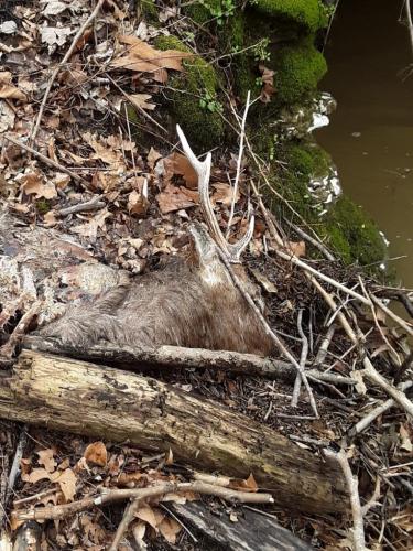 Sika roadkill Talbot CO 10Mar19.jpg