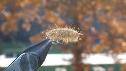 Zebra Midges - Lake Taneycomo - OzarkAnglers.Com Forum