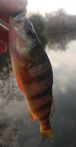 Yellow Perch - Tuckahoe Crk - 04Apr19.jpg